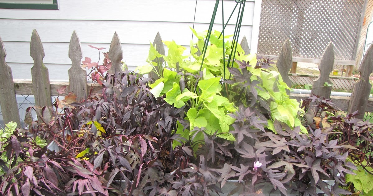 A Corner Garden My Annual Sweet Potato Vine Taste Testing (Yes, You