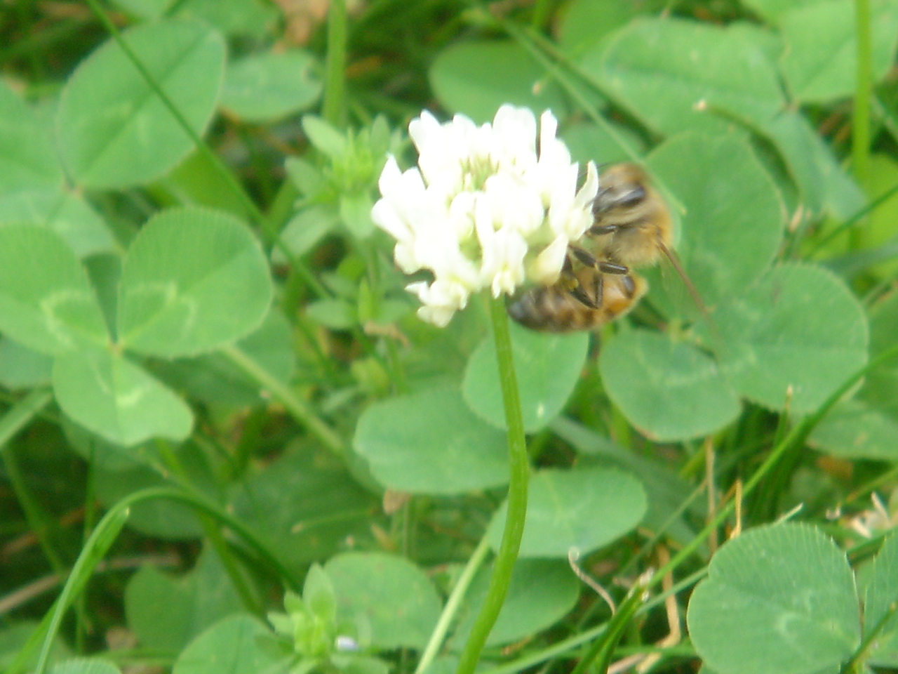 [2007-07-04+Dacha+and+bees+024.jpg]