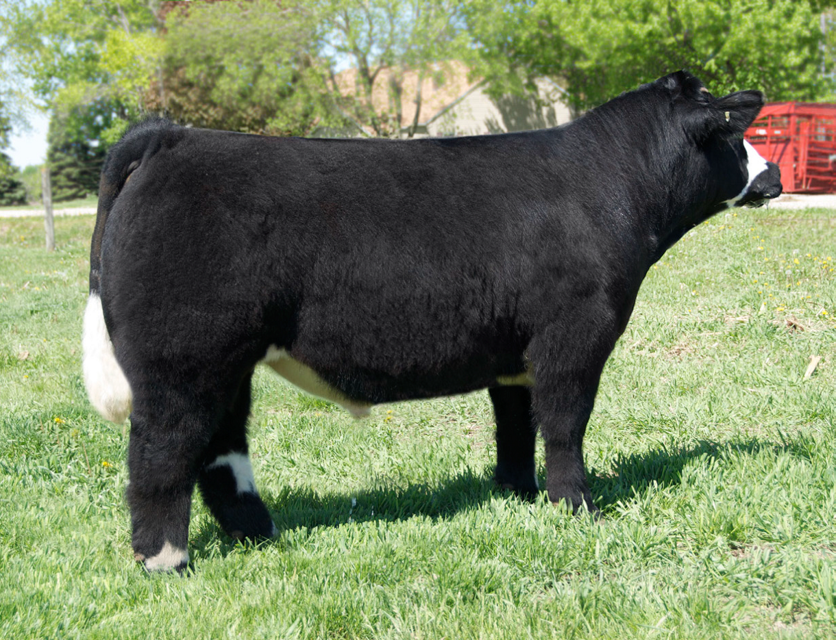 Lautner Farms Bulls for Lease!