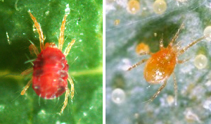 Araña roja, Arañitas, Arañuelas, Arañuela roja, Arañuelos rojos Araña roja, Arañitas, Arañuelas, Arañuela roja, Arañuelos rojos