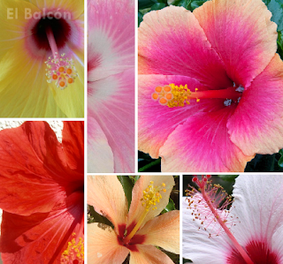 Hibisco, Rosa de China, Cardenales, Flor del beso, Pacífico Hibisco, Rosa de China, Cardenales, Flor del beso, Pacífico