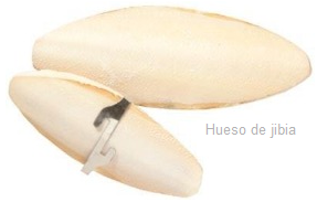 La importancia de los minerales y el calcio en la alimentación de la ninfa