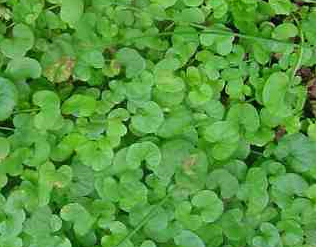 Dichondra repens