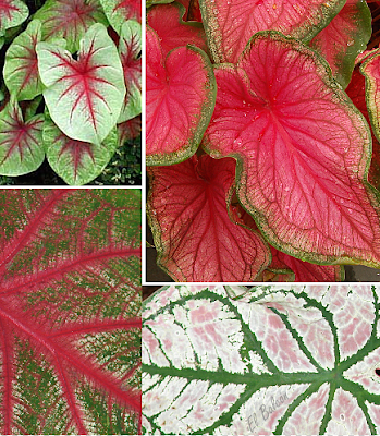 Caladium Hortulanum