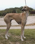 Azawakh raza Azawakh, perro Azawakh, Azawakh, cuidados Azawakh, mascota Azawakh