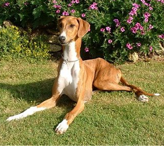 Azawakh raza Azawakh, perro Azawakh, Azawakh, cuidados Azawakh, mascota Azawakh