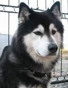 Alaskan Malamute raza Alaskan Malamute, perro Alaskan Malamute, Alaskan Malamute, cuidados Alaskan Malamute, mascota Alaskan Malamute