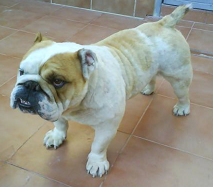 Bulldog Inglés raza Bulldog Inglés, perro Bulldog Inglés, Bulldog Inglés, cuidados Bulldog Inglés, mascota Bulldog Inglés