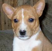 Basenji raza Basenji, perro Basenji, Basenji, cuidados Basenji, mascota Basenji