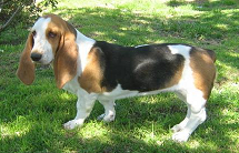 Basset Hound raza Basset Hound, perro Basset Hound, Basset Hound, cuidados Basset Hound, mascota Basset Hound