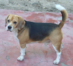 Beagle raza Beagle, perro Beagle, Beagle, cuidados Beagle, mascota Beagle