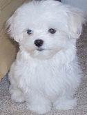 Bichón Maltés raza Bichón Maltés, perro Bichón Maltés, Bichón Maltés, cuidados Bichón Maltés, mascota Bichón Maltés