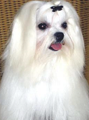 Bichón Maltés raza Bichón Maltés, perro Bichón Maltés, Bichón Maltés, cuidados Bichón Maltés, mascota Bichón Maltés
