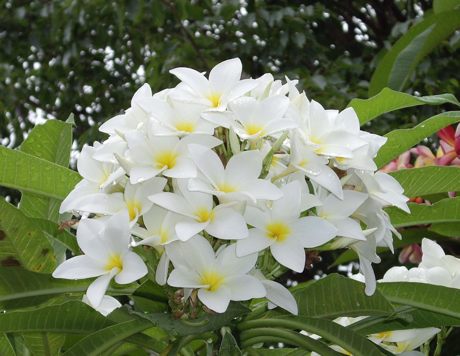 Resultado de imagen para FLORES JAZMINES