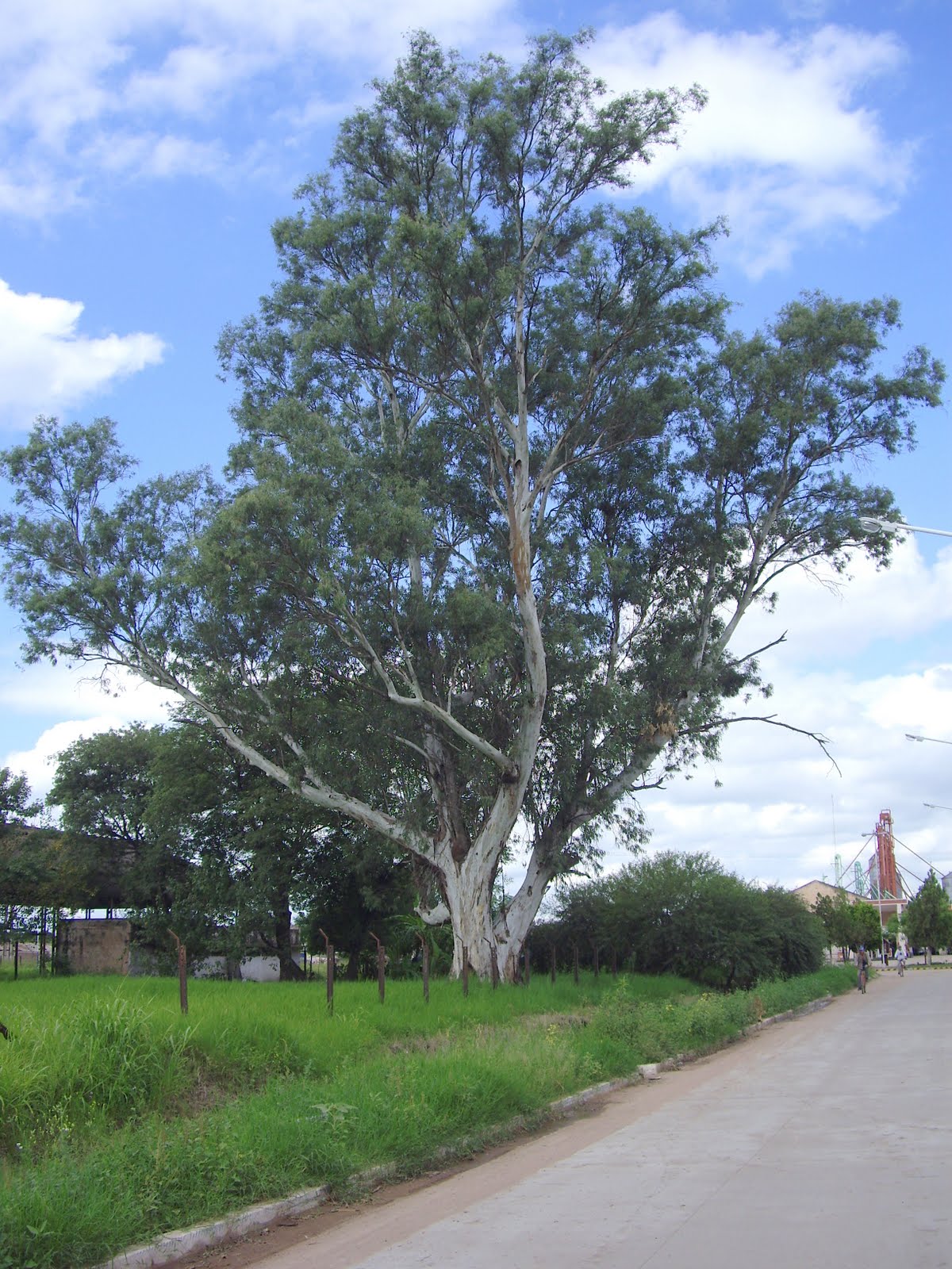 v e r d e c h a c o Eucalipto