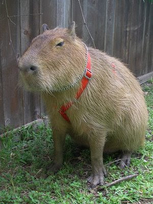 pet capybara