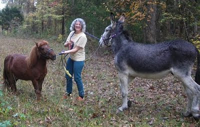 miniature horse and donkey on a walk