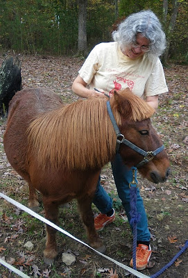superman the miniature horse and me