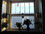 Herbs in the Window