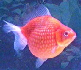 cara memelihara ikan hias