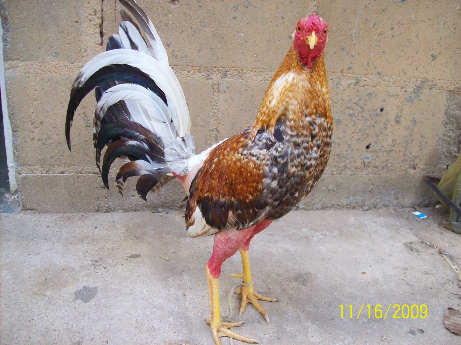 Gallero Soy Videos De Gallos De Pelea En Vivo Fotos De | gallos de pelea soy gallero soy gallero mi pasion los Gallero Soy Videos De Gallos De Pelea En Vivo Fotos De | gallos de pelea soy gallero soy gallero mi pasion los