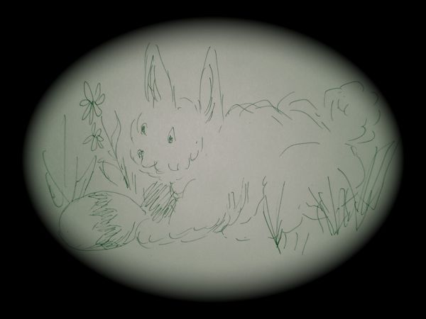 [rabbit.jpg]