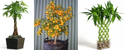 Money Tree Malaysia