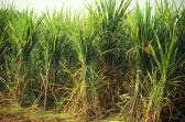 meerut sardhana uttar pradesh india sugarcane mustard fields lady graces church samru tourism backpacking