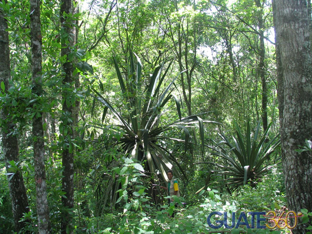 las plantas de la selva