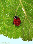 Ladybug