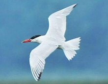 Caspian Tern