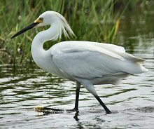 Snowy Egret