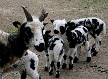 Jacob ewe and babies