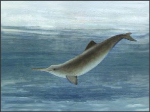 delfin del plata o Pontoporia Blainvillei