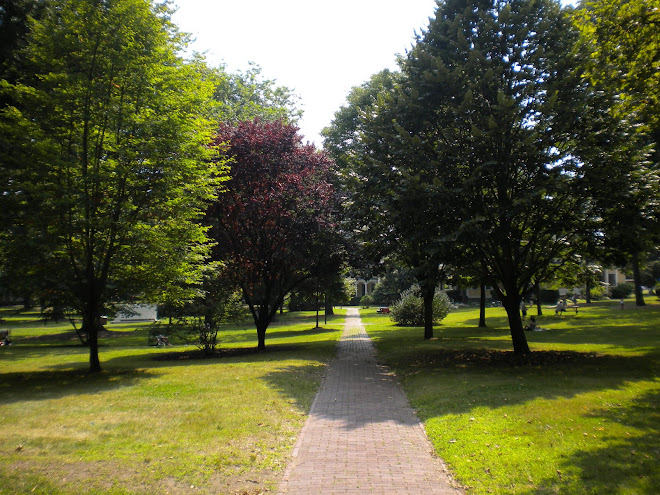Nice path with trees on Governors Island