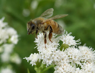 Pollinators: Of Bees and Honey. What is Honey for?