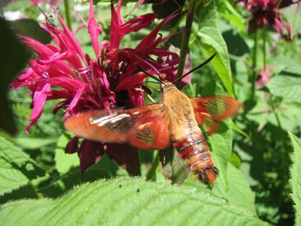 How Do Moths Survive The Winter