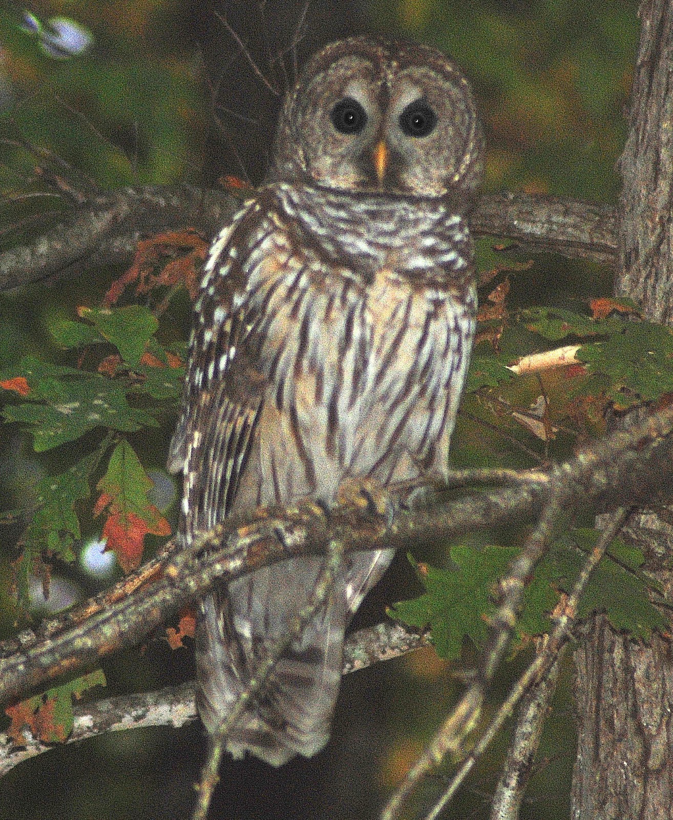 Old field Studio A visit from a Tennessee Owl!