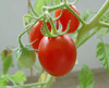 [tomato.gif]