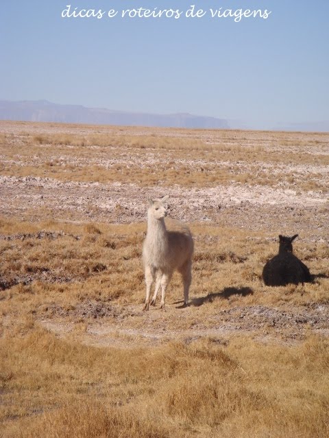 [Lhamas+01.JPG]