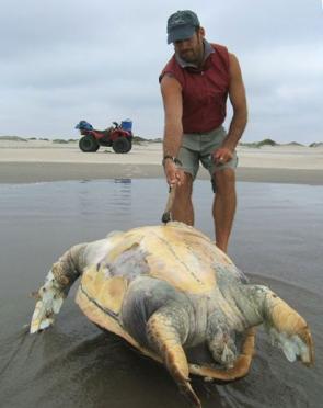 Poison Turtles