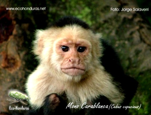 fauna de Honduras ~ Turismo de Hoduras