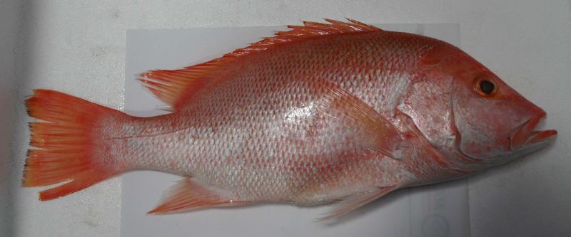 Gambar Ikan Tilapia Merah