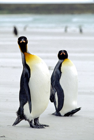 [king-penguins.jpg]