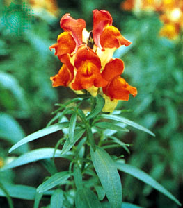 Dragon Snaps Flower