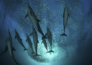 Sardine Run Shark Feeding Frenzy Phenomenon in Africa