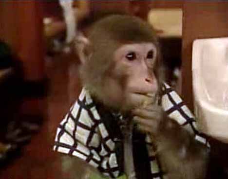 [monkey_waiter_3.jpg]