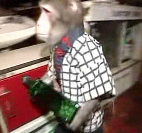 [monkey_waiter_1.jpg]