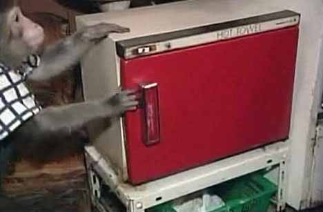 [monkey_waiter_10.jpg]