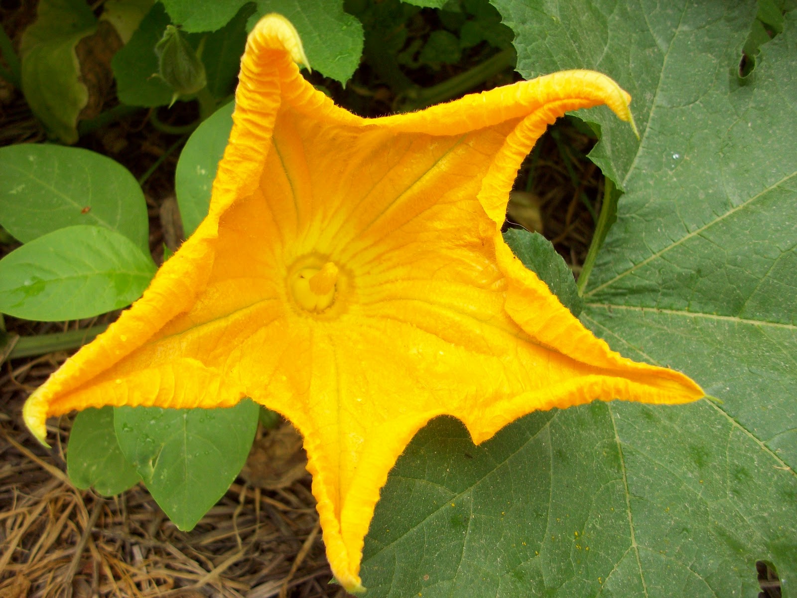 Homestead Roots Blossoms and Baby vegetables!